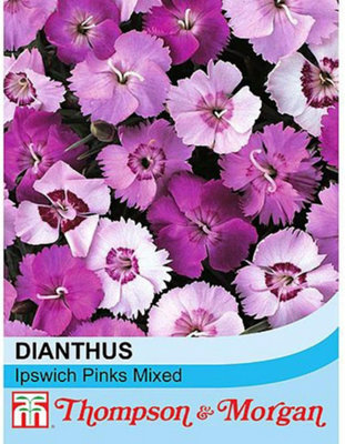 B&Q -  Dianthus Plumarius Ipswich Pinks Mixed 1 Seed Packet (75 Seeds)