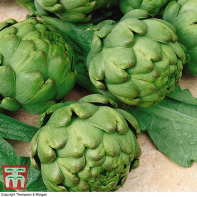 Thompson & Morgan Artichoke Imperial Star Seed Packet (12 Seeds) Size 1