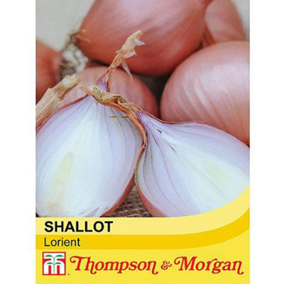 Thompson & Morgan Shallot Lorient 1 Seed Packet (100 Seeds) from B&Q