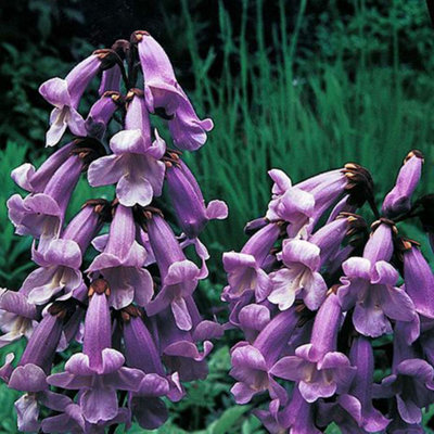 Thompson & Morgan Paulownia Tomentosa 1 Seed Packet from B&Q