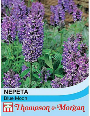 B&Q -  Nepeta Nervosa Blue Moon 1 Seed Packet (30 Seeds)