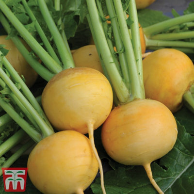Thompson & Morgan Turnip Golden Ball 1 Seed Packet (1000 Seeds) from B&Q