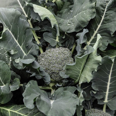 Thompson & Morgan Broccoli Magic F1 1 Seed Packet (35 Seeds) Green