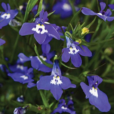 B&Q -  Lobelia Sapphire Cascade 1 Seed Packet (1000 Seeds)