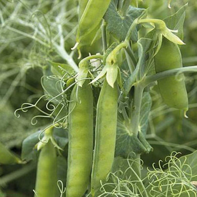 B&Q -  Pea Petit Pois Pacco 1 Seed Packet