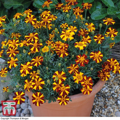 Thompson & Morgan Marigold Mr Majestic Doubles1 Seed Packet (100 Seeds) from B&Q