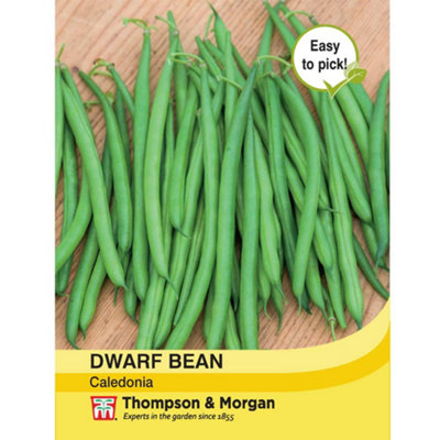 B&Q -  Bean Dwarf Caledonia 1 Seed Packet (100 Seeds)