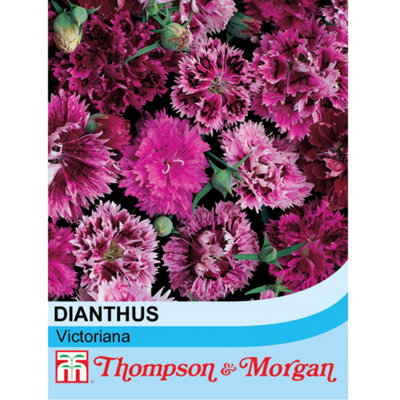 Thompson & Morgan Dianthus Chinensis Heddewigii Victoriana 1 Packet (30 Seeds) from B&Q