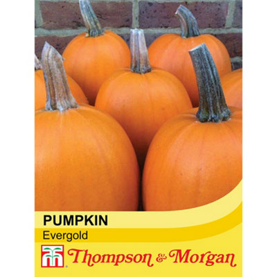 Thompson & Morgan Pumpkin Evergold 1 Seed Packet from B&Q