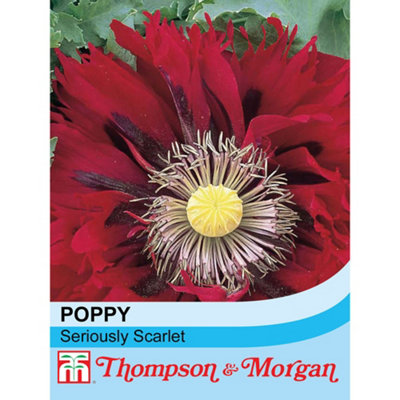 Thompson & Morgan Poppy Seriously Scarlet 1 Seed Packet (100 Seeds) from B&Q