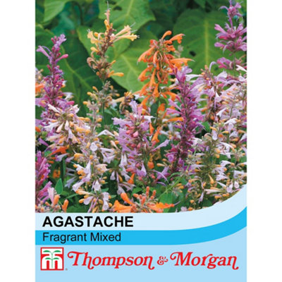 Thompson & Morgan Agastache Aurantiaca Fragrant Mixed 1 Packet (60 Seeds) from B&Q