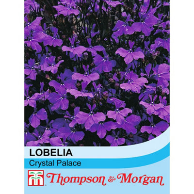 B&Q -  Lobelia Crystal Palace 1 Packet (1000 Seeds)
