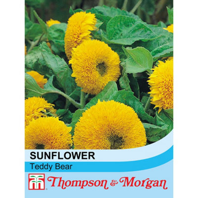 Thompson & Morgan Sunflower Teddy Bear 1 Packet (40 Seeds) from B&Q