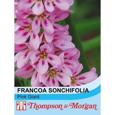 Thompson & Morgan Pink Francoa Sonchifolia Giant Seed Packet (40 Seeds) Size 1
