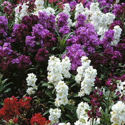 B&Q -  Stocks T&m Brompton Mixed 1 Packet (100 Seeds)