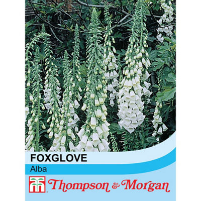 Thompson & Morgan Foxglove Alba 1 Seed Packet (150 Seeds) from B&Q