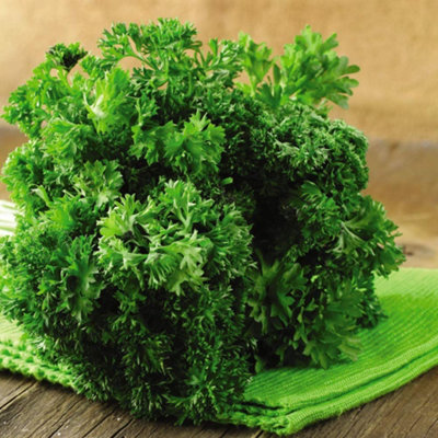 Thompson & Morgan Parsley Lisette 1 Seed Packet (500 Seeds) from B&Q