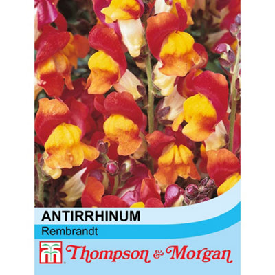 Thompson & Morgan Antirrhinum Majus Nanum Rembrandt 1 Seed Packet (200 Seeds) from B&Q