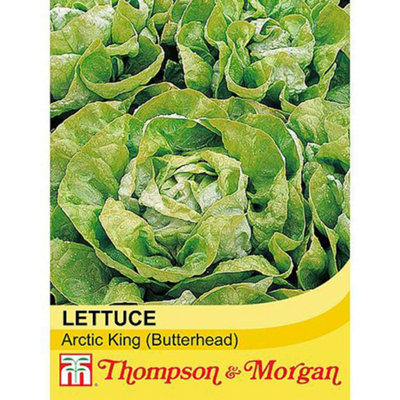 Thompson & Morgan - Lettuce Butterhead Arctic King Vegetable Seeds - 500 Seeds - Image 4