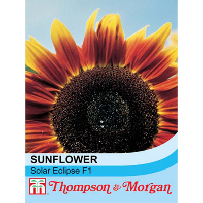 Thompson & Morgan Sunflower Solar Eclipse 1 Packet (20 Seeds)