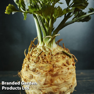 Thompson & Morgan - Celeriac Monarch Seeds - Image 4