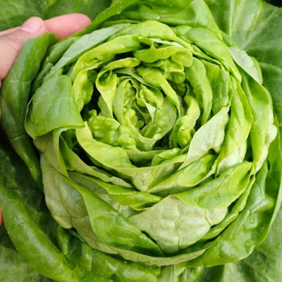 Thompson & Morgan Organic Lettuce Sylvesta 1 Seed Packet (150 Seeds) from B&Q