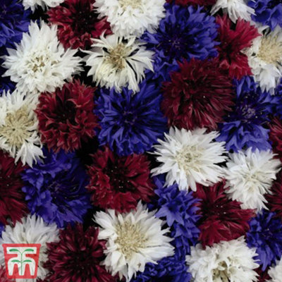 Thompson & Morgan Cornflower Red White & Blue1 Seed Packet (125 Seeds) from B&Q