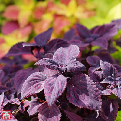 Thompson & Morgan Coleus Palisandra 1 Seed Packet (15 Seeds) from B&Q