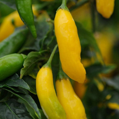 B&Q -  Chilli Pepper Hot Lemon 1 Seed Packet (10 Seeds)