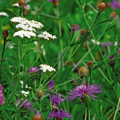 B&Q -  Wild Flower Wildlife Mix 1 Packet (75 Seeds)