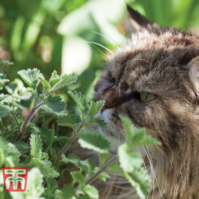 Thompson & Morgan Nepeta Cataria 1 Packet (225 Seeds)