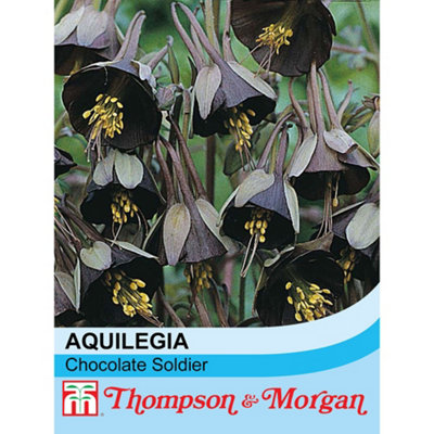B&Q -  Aquilegia Viridiflora Chocolate Soldier 1 Packet (15 Seeds)