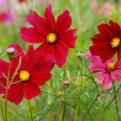Thompson & Morgan Cosmos Bipinnatus 'rubenza'1 Seed Packet (60 Seeds) from B&Q
