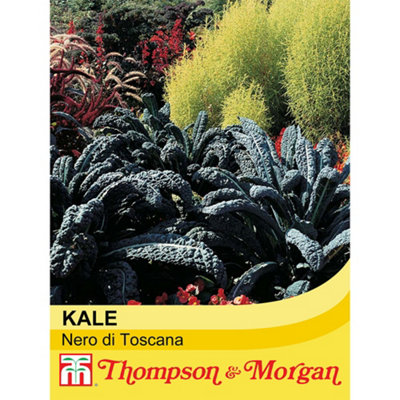 Thompson & Morgan Kale Nero Di Toscana 1 Seed Packet (250 Seeds) from B&Q