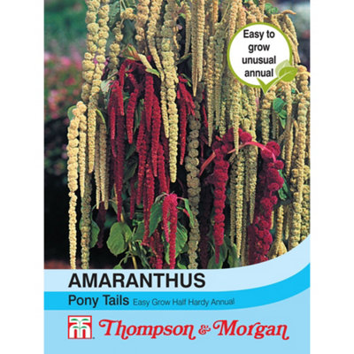 Thompson & Morgan Amaranthus Caudatus Pony Tails Mixed 1 Seed Packet (1000 Seeds) from B&Q
