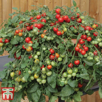 Thompson & Morgan Tomato Red Profusion 1 Seed Packet (8 Seeds) from B&Q