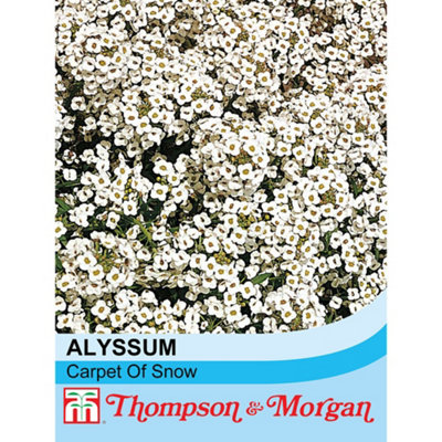 Thompson & Morgan Alyssum Carpet Of Snow 1 Seed Packet (1,000 Seeds) from B&Q