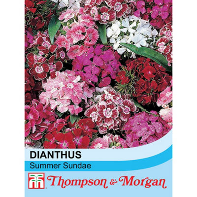 Thompson & Morgan Dianthus Summer Sundae 1 Seed Packet (30 Seeds) from B&Q
