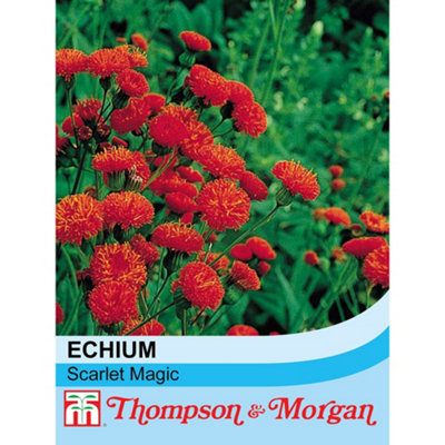 Thompson & Morgan Emilia Coccinea Scarlet Magic 1 Seed Packet (350 Seeds) from B&Q
