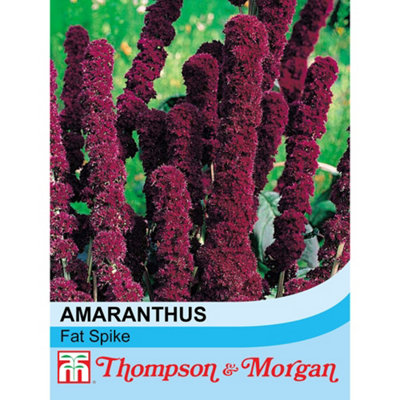 Thompson & Morgan Amaranthus Caudatus Fat Spike 1 Seed Packet (100 Seeds) from B&Q