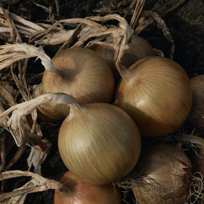 B&Q -  Onion Bedfordshire Champion 1 Seed Packet