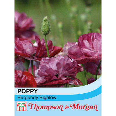B&Q -  Poppy Burgundy Bigalow 1 Seed Packet (500 Seeds)