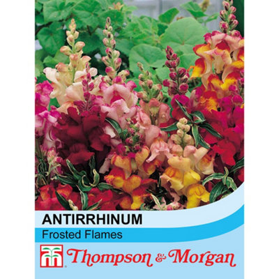 Thompson & Morgan Antirrhinum Nanum Frosted Flames 1 Seed Packet (60 Seeds) from B&Q