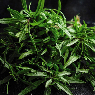 Thompson & Morgan Herb Summer Savory 1 Seed Packet Bronze/Green/Lilac
