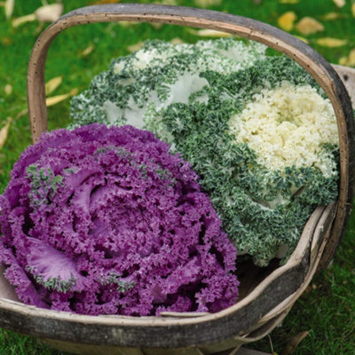 Thompson & Morgan Kale Jardin Mixed 1 Seed Packet from B&Q