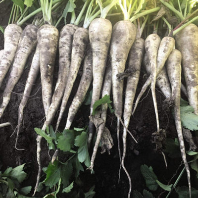 Thompson & Morgan Parsnip Warrior F1 1 Seed Packet from B&Q