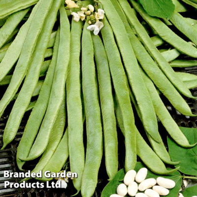 Thompson & Morgan Runner Bean White Emergo 1 Seed Packet (25 Seeds) from B&Q