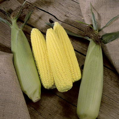 Thompson & Morgan Sweetcorn Swift F1 Hybrid 1 Seed Packet from B&Q