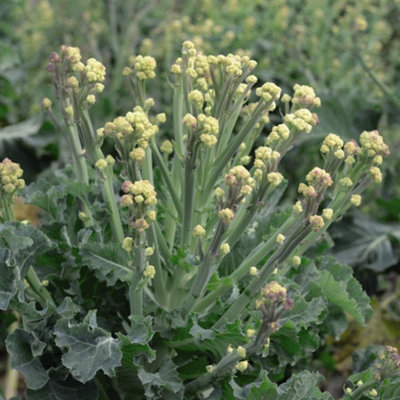 B&Q -  Broccoli Burbank F1 Hybrid 1 Seed Packet (25 Seeds)