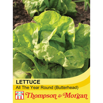 Thompson & Morgan Lettuce All The Year Round 1 Seed Packet (1000 Seeds)